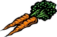 Illustration de deux carottes.