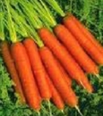 Carottes.