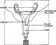 Les organes génitaux féminins - Partie interne.