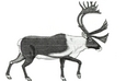 Illustration d'un caribou.