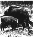 Un bison et son petit.