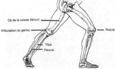 Les os du membre inférieur