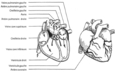 Le coeur et ses différentes parties identifiées