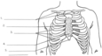 Exercice – Le système cardiorespiratoire