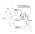 Les parties internes de l'oreille.