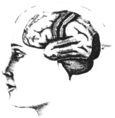 Les différentes zones du cerveau identifiées : parole, pensée complexe...