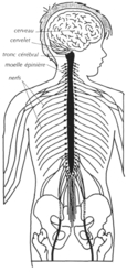 Le cerveau et la moelle épinière et les nerfs.