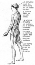 Un corps humain avec explications sur le cerveau, la moelle épinière et les nerfs.