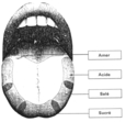 Les aprties de la langue qui distinguent les goûts amer, acide, salé et sucré.