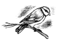 Une mésange.